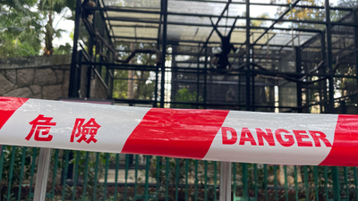 Mystery As 9 Monkeys Die In 2 Days At Hong Kong Zoo